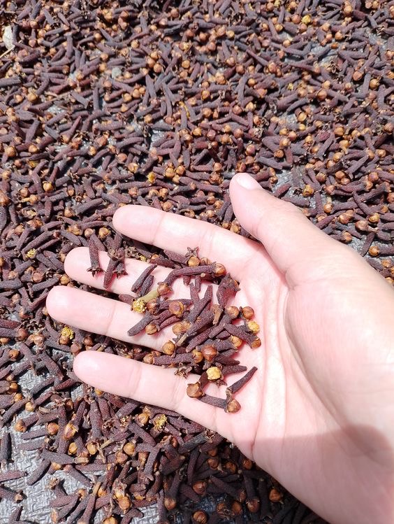 Cengkeh - Gambar Tambahan 18