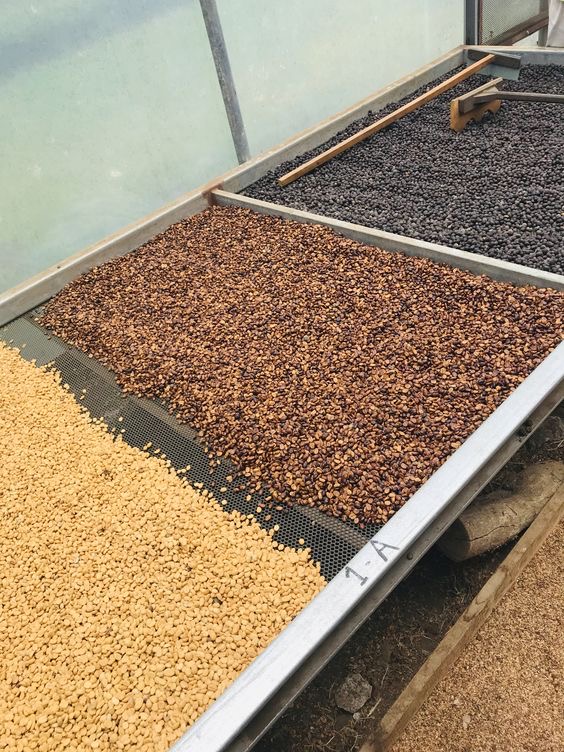 Kopi - Gambar Tambahan 20